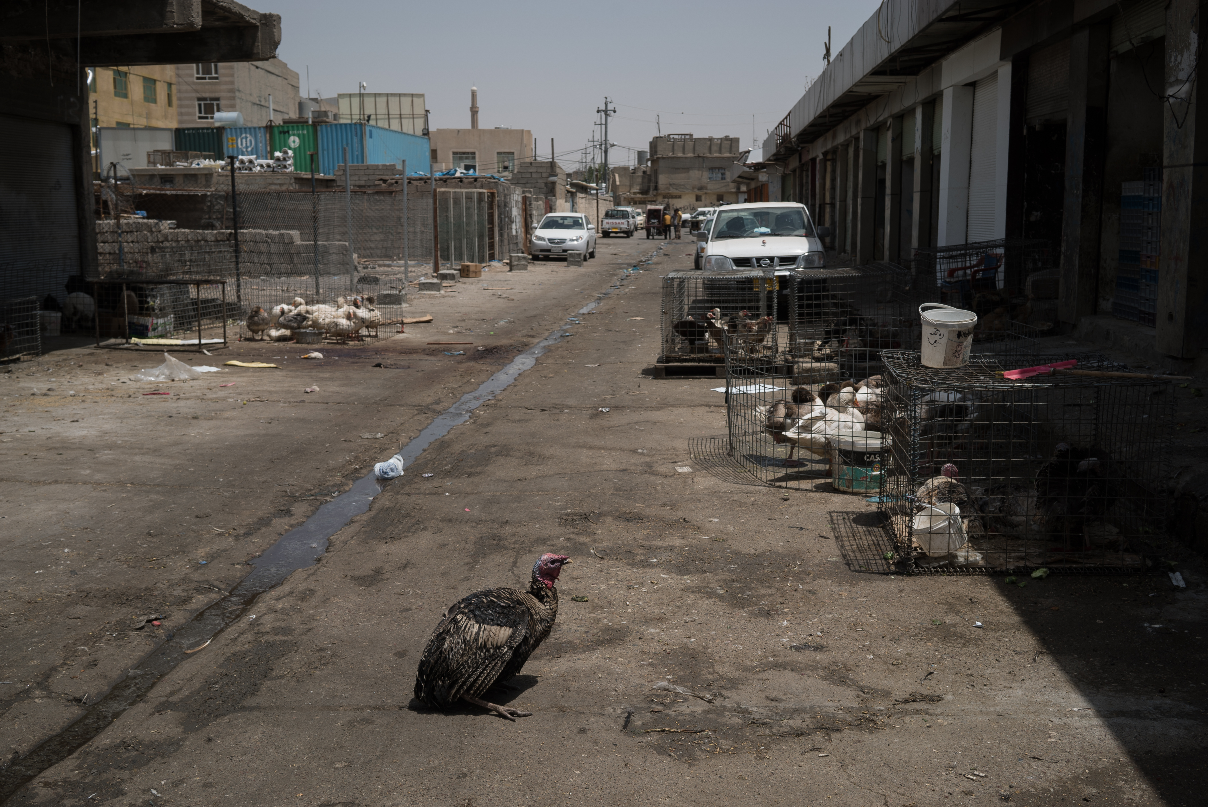 Erbil market for birds and animals, Erbil, Kurdistan Region, June 4, 2016. (Photo: Kurdistan24/Alexandre Afonso)