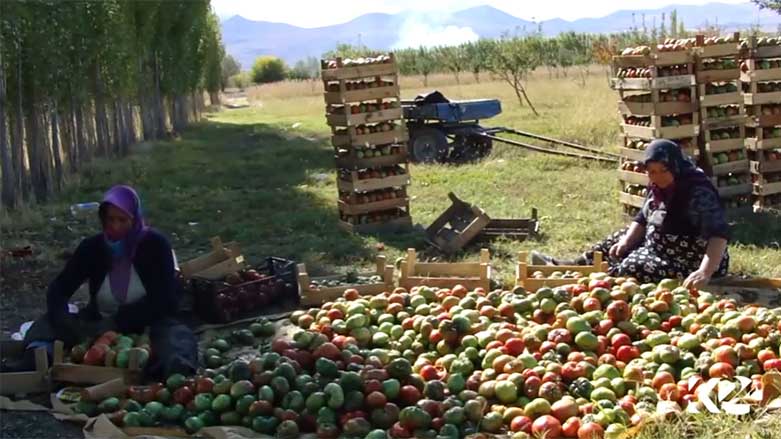 Li Îdirê hilanîna bacanên sor