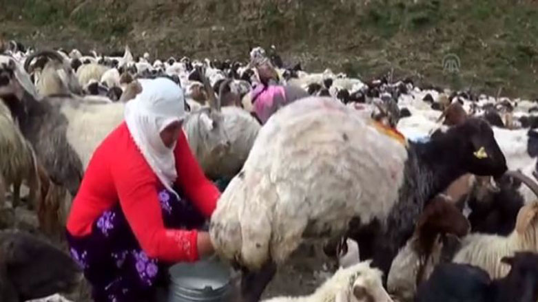 Bêrîvan ên Geverrê û dijwarî ya ya bijêw a jîyanê