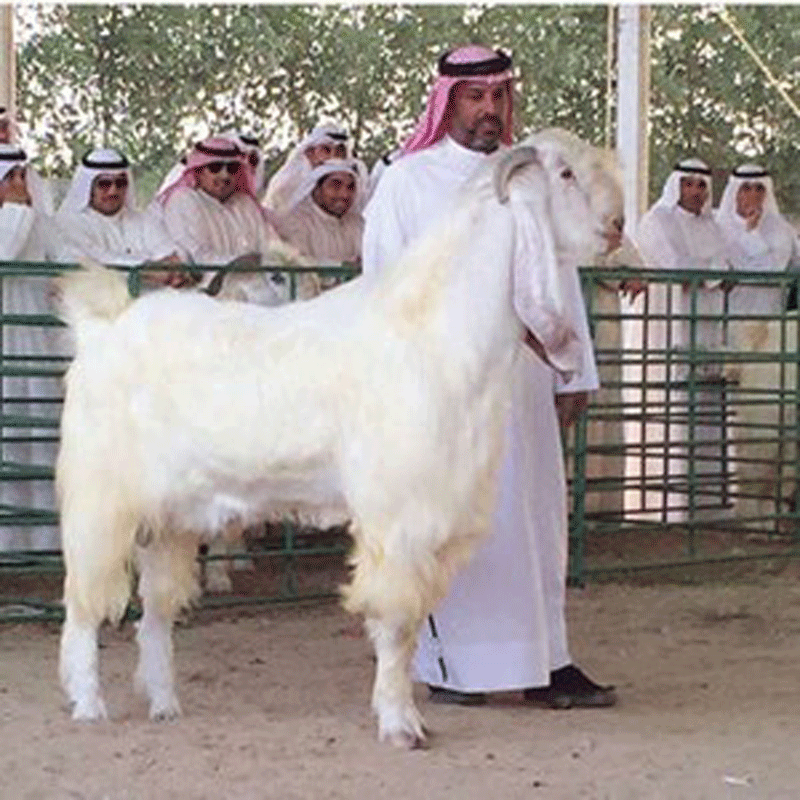 بزنێکی دەگمەن هێندە باڵای بەرزە خەڵکیی سەرسام کردووە