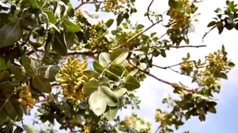 Berhemhîn a Fisteqan li Dîlokê