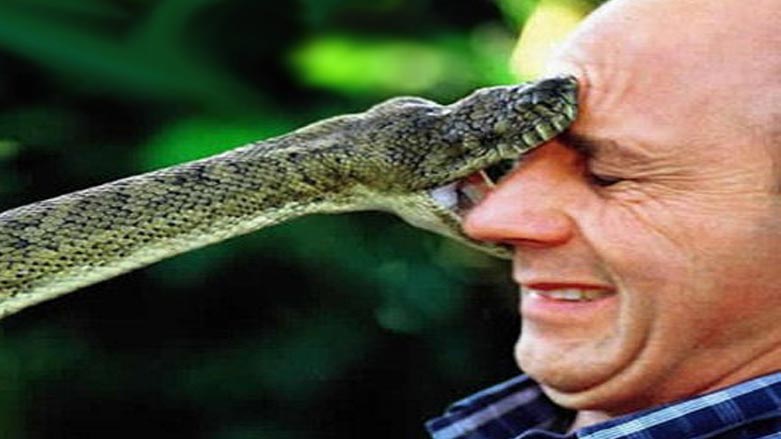 به‌وێنه‌.. ترسناكترين 4 جۆرى مار له‌ جيهاندا ببينه‌