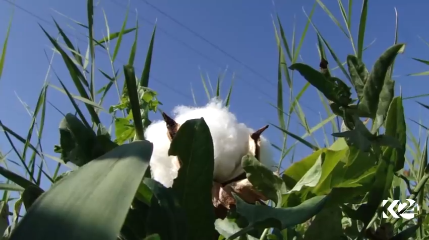 Li Bakur hilberîna pembû destpê kir