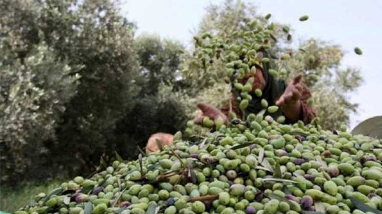 Li Efrînê ji tisra Artêşa Tirkiyê berhemên Zeytûnan nayên komkirin