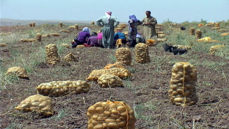 "لە ماوەی ساڵێكدا داهاتی كشتوكاڵ زیاتر لە 83 ملیار دینار بووه‌"