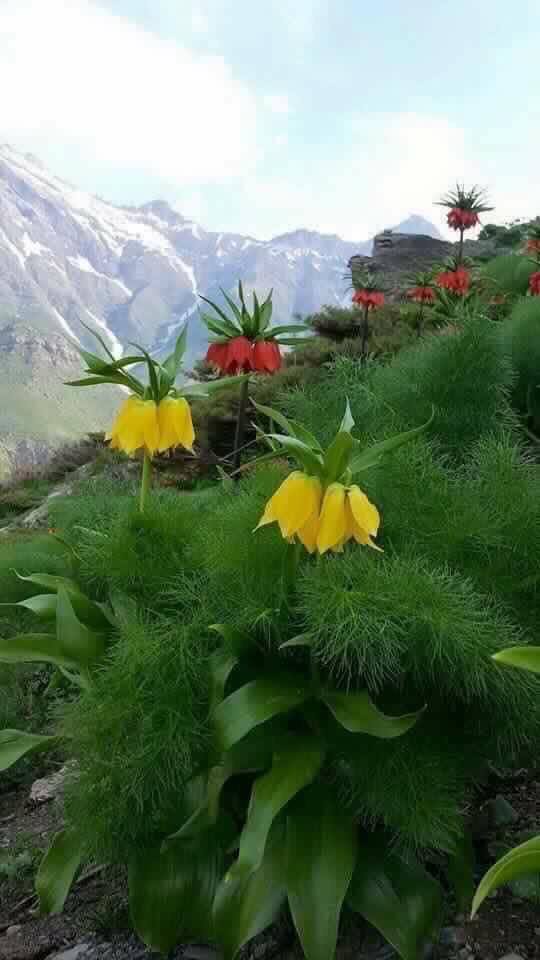 چیك هاوكاری پرۆژه‌ی ناشناڵ پاركی هه‌ڵگورد – سه‌كران ده‌كات