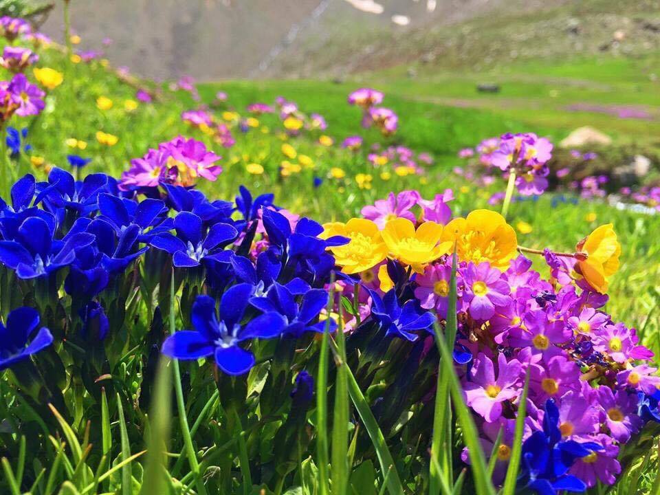 چیك هاوكاری پرۆژه‌ی ناشناڵ پاركی هه‌ڵگورد – سه‌كران ده‌كات