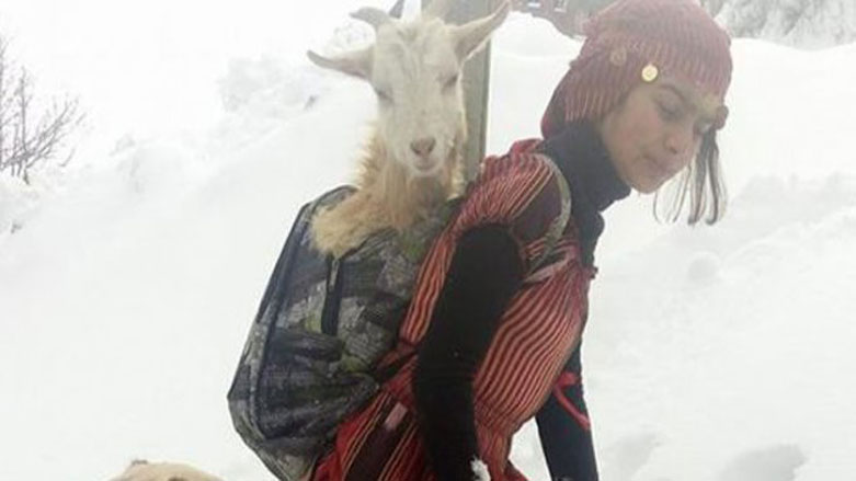كچە شوانێك بزن و كاركەكەی بەم شێوەیە رزگار دەكات