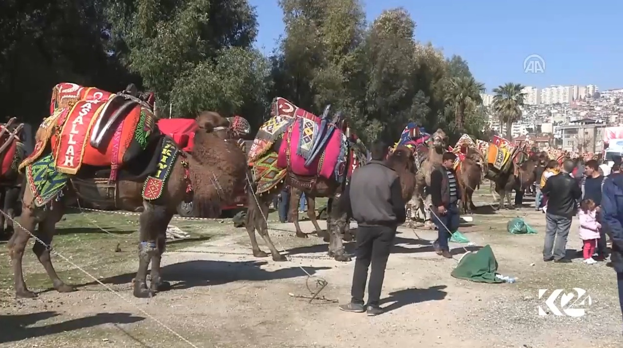فێستيڤاڵى زۆرانبازى حوشتر له‌ ئيزمير به‌ڕێوه‌چوو