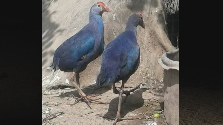 الطائر الازرق - صورة من صفحة الاهوار على فيسبوك