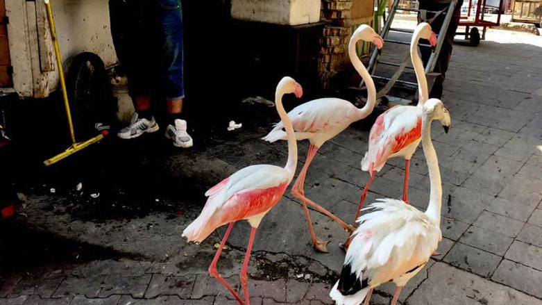 طائر الفلامنغو او النحام في اسواق شعبية في العراق - صورة من الانترنت