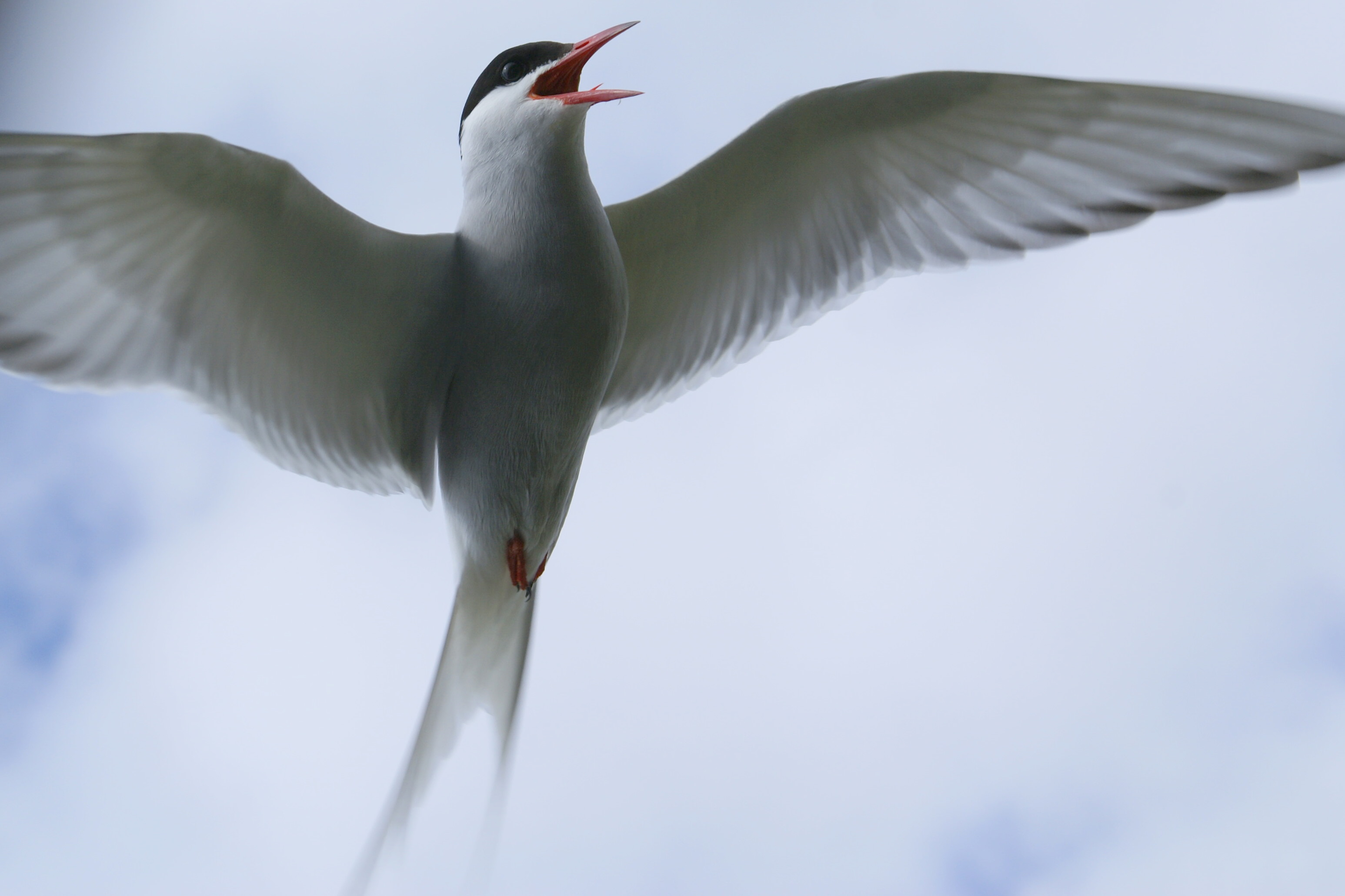 باڵنده‌ی  Arctic tern