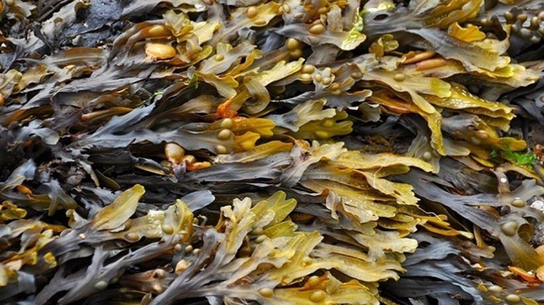 زانايانى رووس به‌ دواى چاره‌سه‌رێكى نوێى شێرپه‌نجه‌دا ده‌گه‌ڕێن