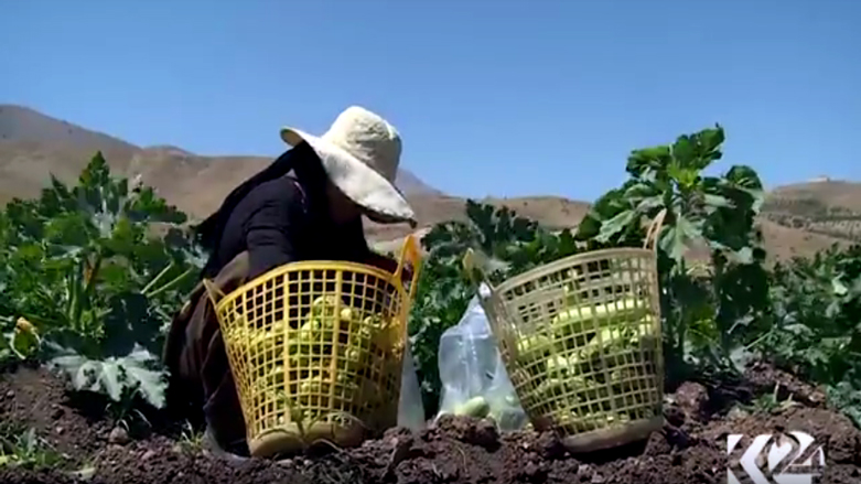 به‌رهه‌می جوتیاران پاره‌ ناكات