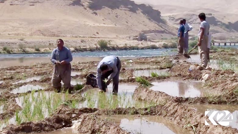 به‌رهه‌می برنجی كوردی بانی خێڵان سه‌د تۆن زیاتره‌
