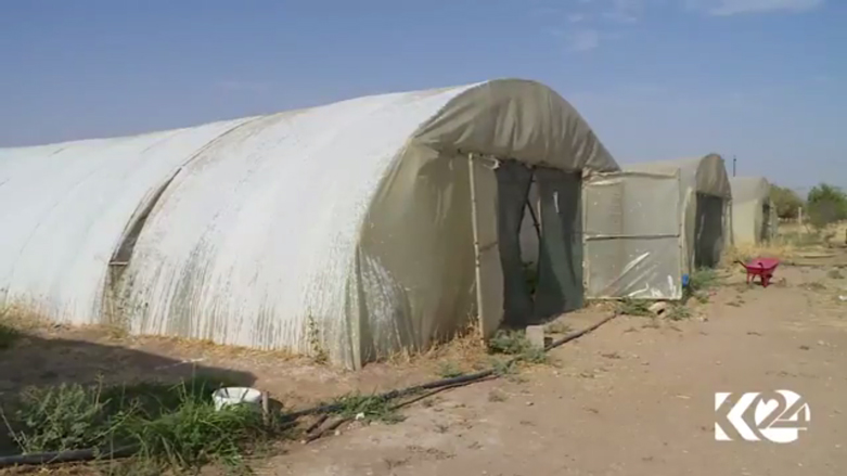 بالصور.. مشروع زراعي لانتاج الخضروات المحلية بكوردستان