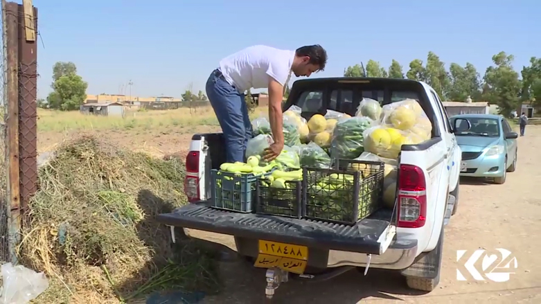 بالصور.. مشروع زراعي لانتاج الخضروات المحلية بكوردستان