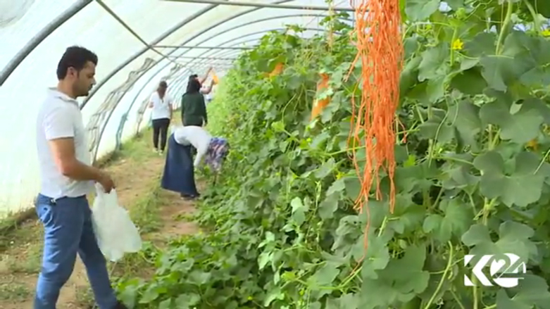 بالصور.. مشروع زراعي لانتاج الخضروات المحلية بكوردستان