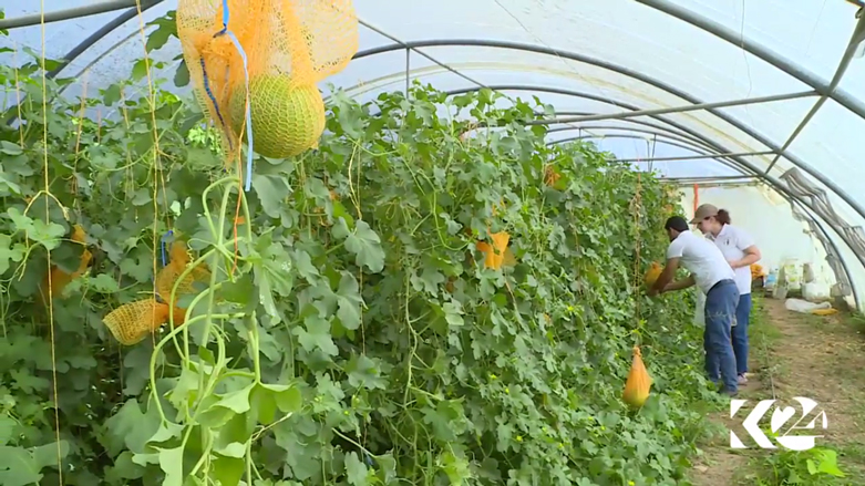 بالصور.. مشروع زراعي لانتاج الخضروات المحلية بكوردستان