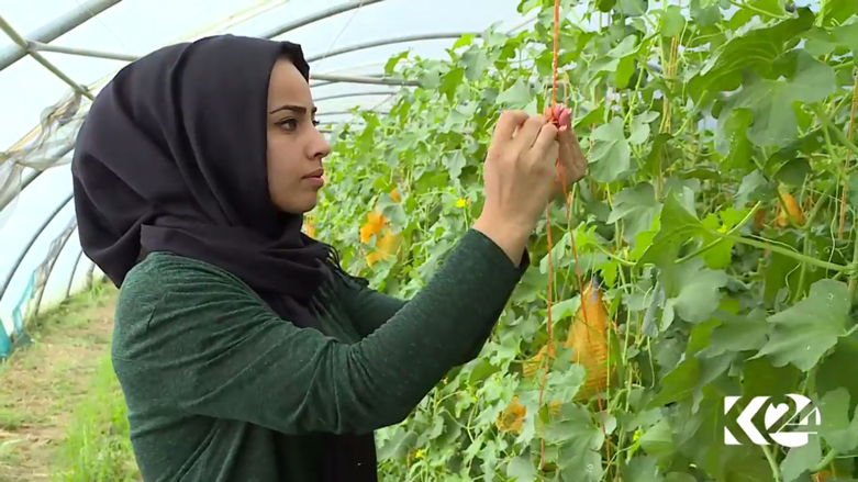 بالصور.. مشروع زراعي لانتاج الخضروات المحلية بكوردستان