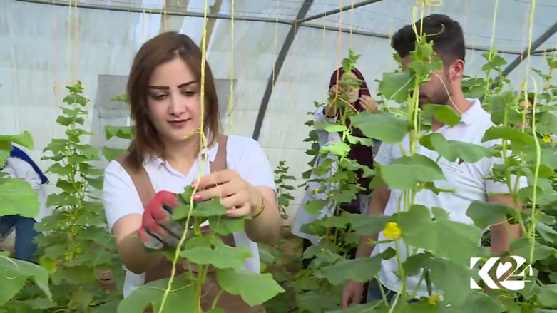 بالصور.. مشروع زراعي لانتاج الخضروات المحلية بكوردستان