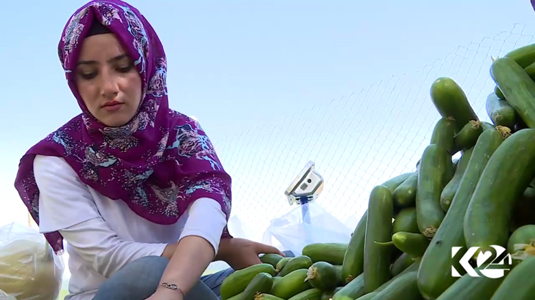 بالصور.. مشروع زراعي لانتاج الخضروات المحلية بكوردستان