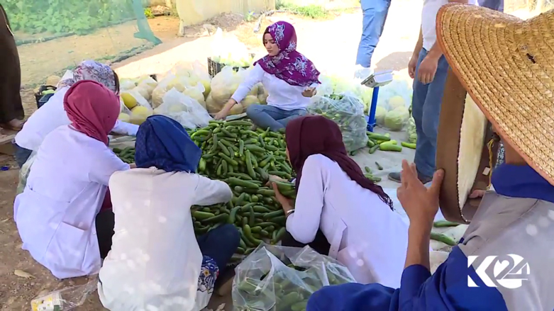 بالصور.. مشروع زراعي لانتاج الخضروات المحلية بكوردستان