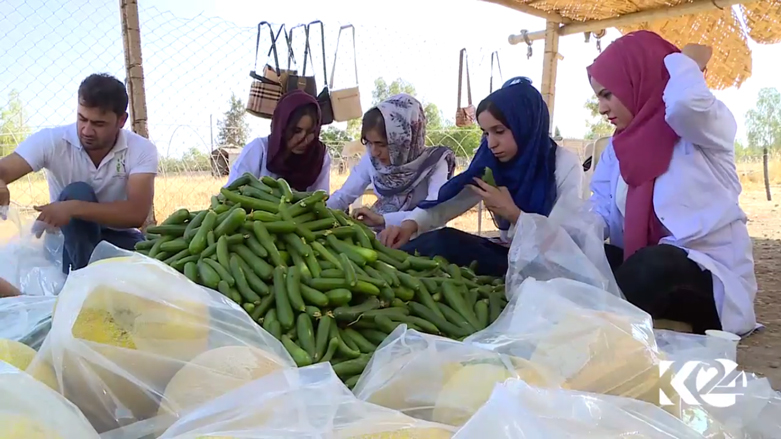 بالصور.. مشروع زراعي لانتاج الخضروات المحلية بكوردستان