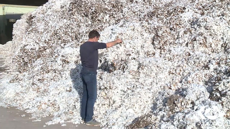 Li Bakurê Kurdistanê îsal berê pembû baş bû