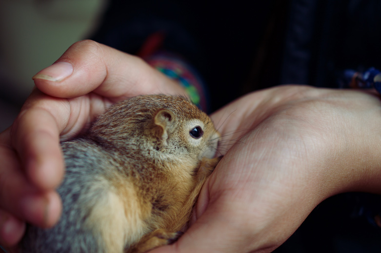 Pet squirrel for sale in the bazaar.