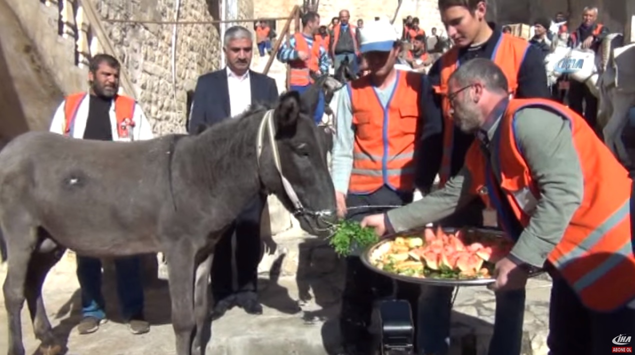 به‌ڤیدیۆ .. له‌باكووری كوردستان 3 گوێدرێژ خانه‌نشین كران