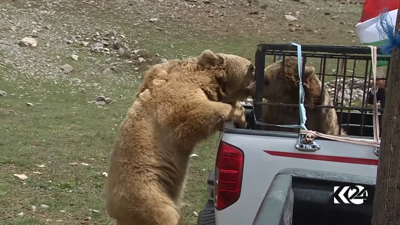 بالصور.. الدببة تجول بحرية في براري كوردستان