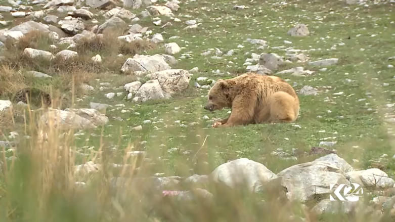 بالصور.. الدببة تجول بحرية في براري كوردستان
