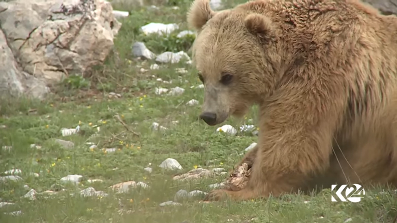 بالصور.. الدببة تجول بحرية في براري كوردستان