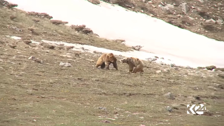 بالصور.. الدببة تجول بحرية في براري كوردستان
