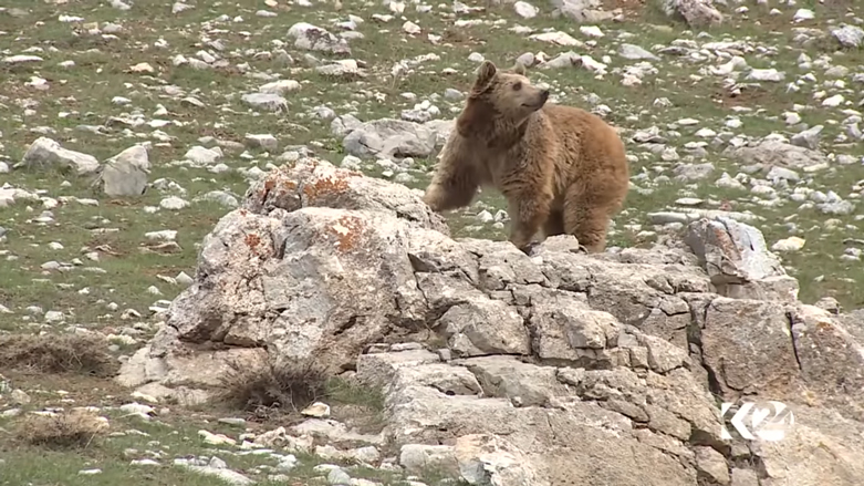 بالصور.. الدببة تجول بحرية في براري كوردستان