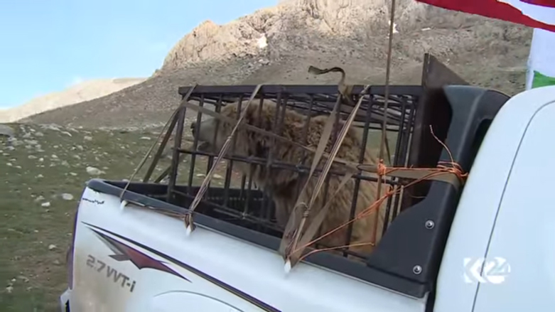 بالصور.. الدببة تجول بحرية في براري كوردستان