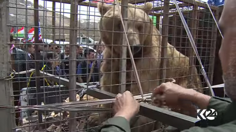 بالصور.. الدببة تجول بحرية في براري كوردستان