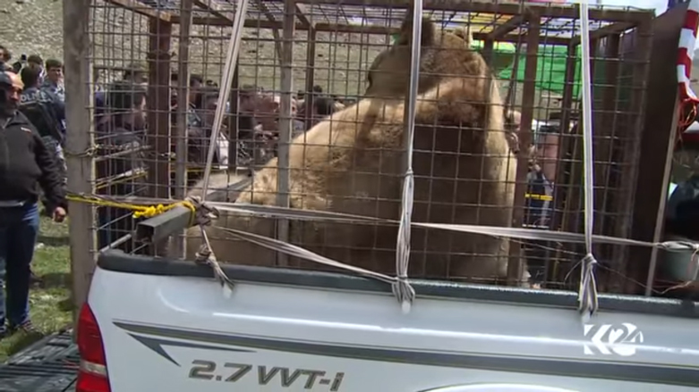 بالصور.. الدببة تجول بحرية في براري كوردستان