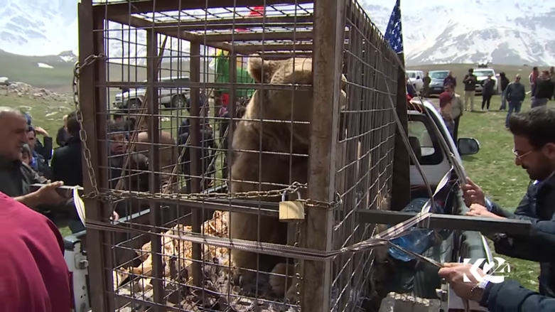 بالصور.. الدببة تجول بحرية في براري كوردستان