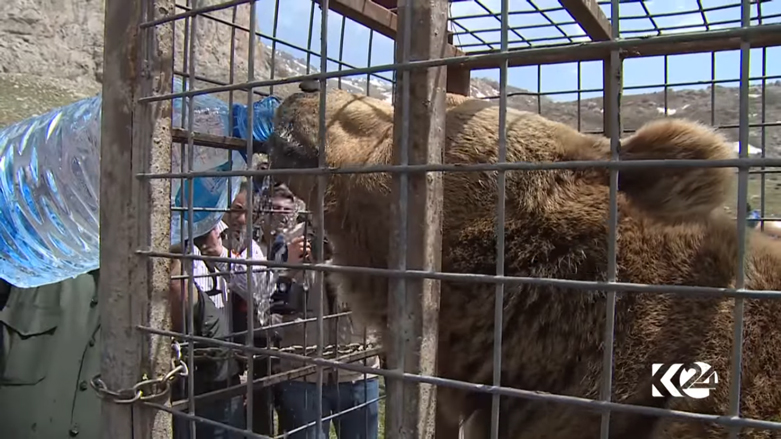 بالصور.. الدببة تجول بحرية في براري كوردستان