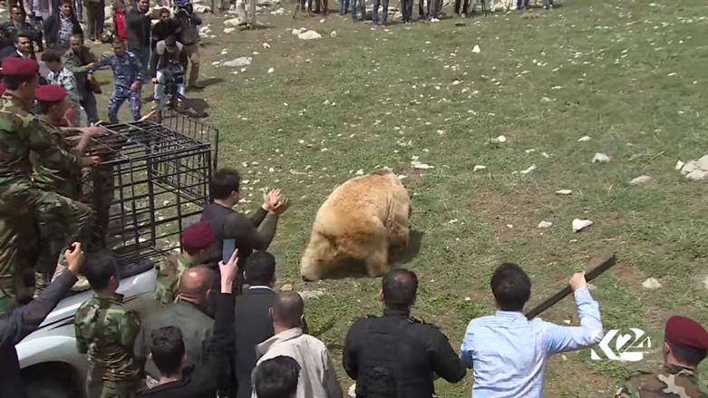بالصور.. الدببة تجول بحرية في براري كوردستان