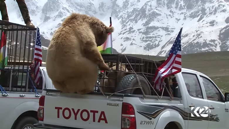 بالصور.. الدببة تجول بحرية في براري كوردستان
