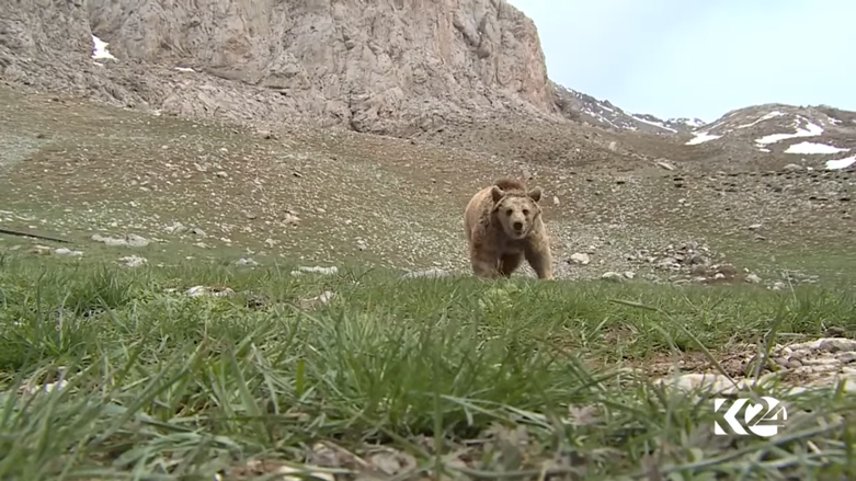 بالصور.. الدببة تجول بحرية في براري كوردستان