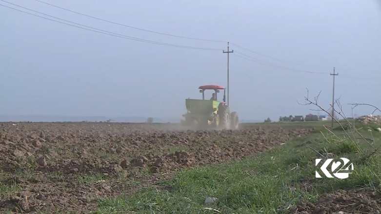 بالصور.. كوردستان تعتزم تصدير البطاطا المحلية الى خارج العراق