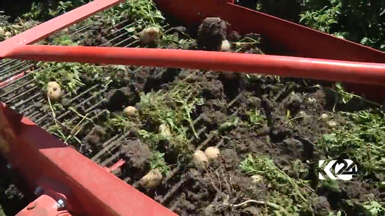 بالصور.. كوردستان تعتزم تصدير البطاطا المحلية الى خارج العراق