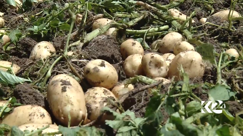 بالصور.. كوردستان تعتزم تصدير البطاطا المحلية الى خارج العراق