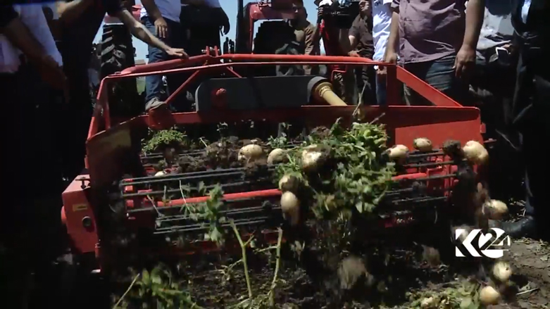 بالصور.. كوردستان تعتزم تصدير البطاطا المحلية الى خارج العراق