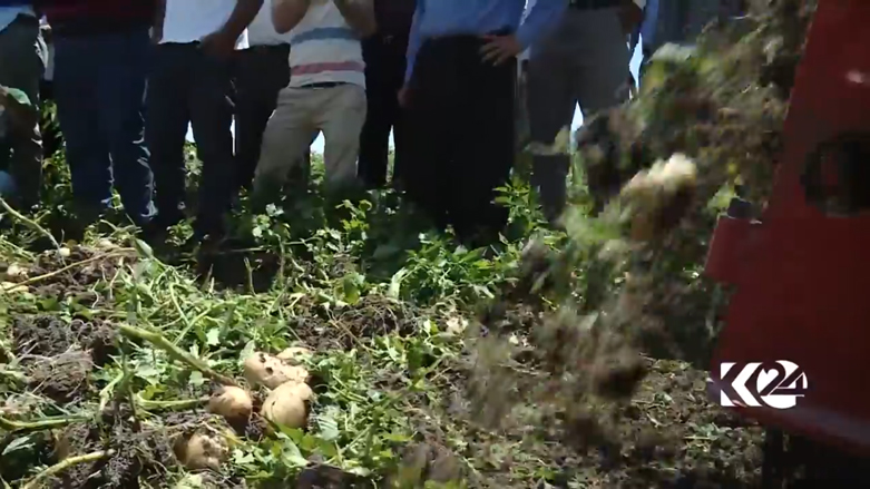 بالصور.. كوردستان تعتزم تصدير البطاطا المحلية الى خارج العراق