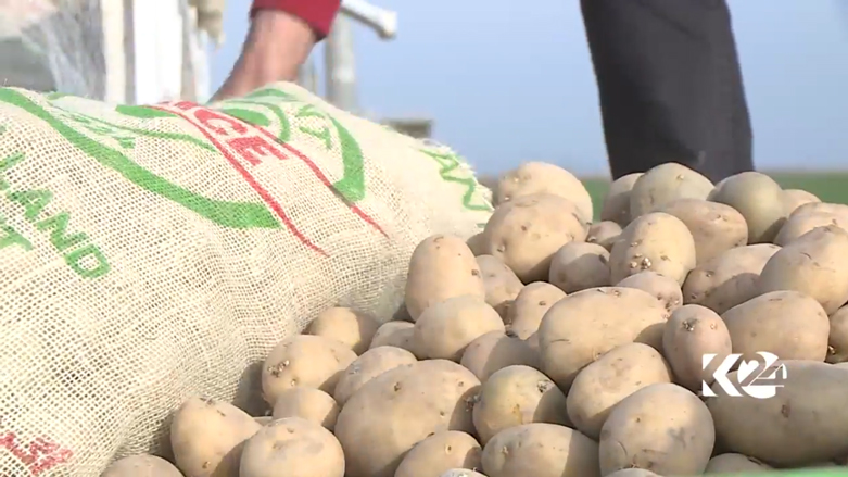 بالصور.. كوردستان تعتزم تصدير البطاطا المحلية الى خارج العراق